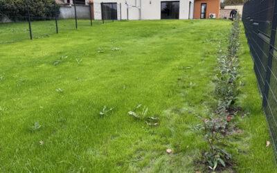 Engazonnement à Marly : un gazon élégant chez vous